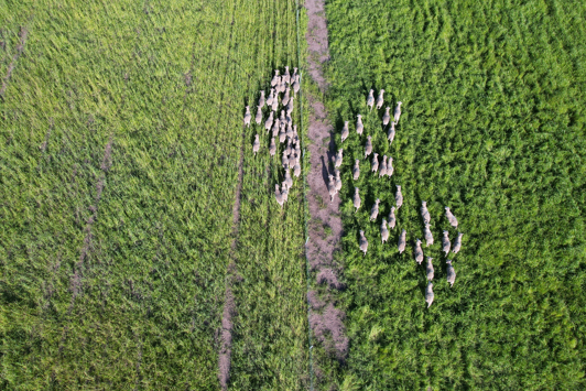 Aerial of sheep in a green paddock
