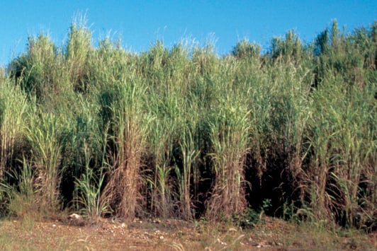 Field of tall grass