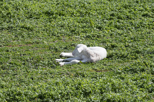 Lamb lying on green field