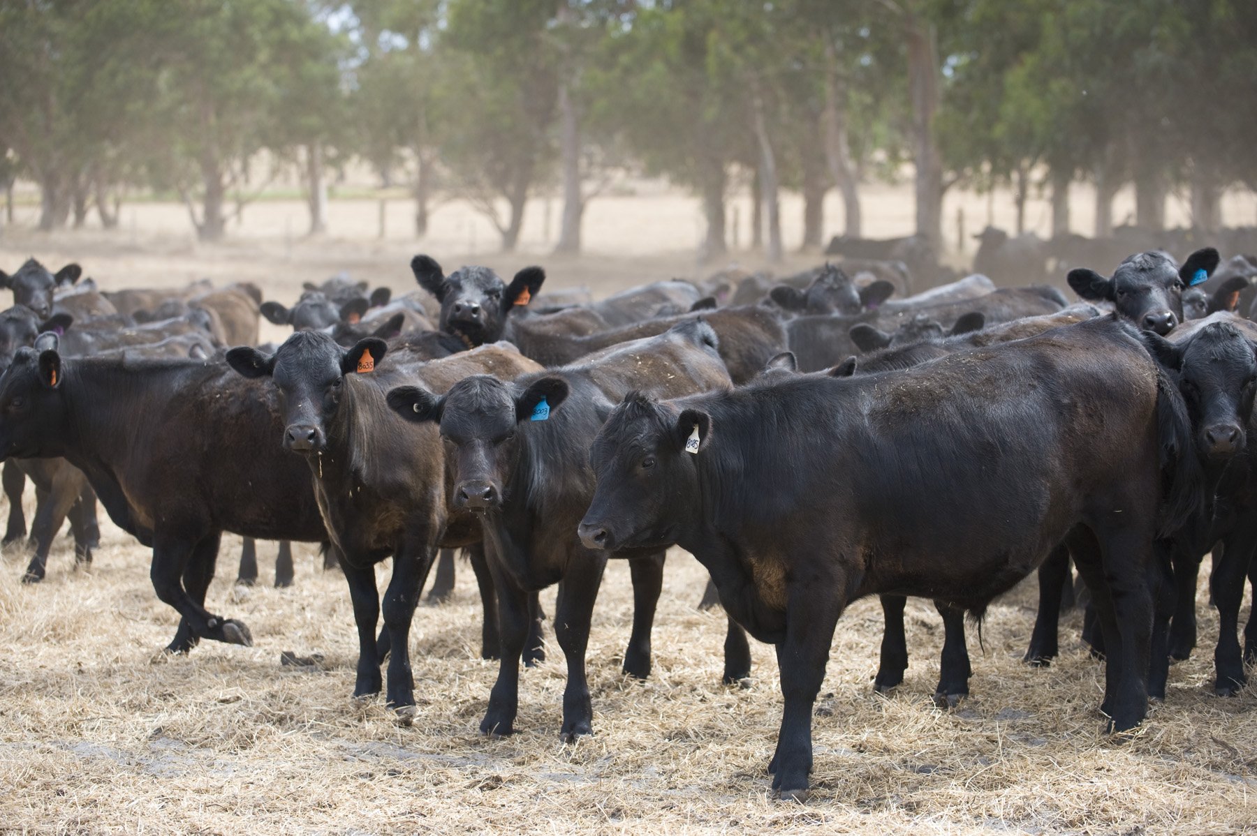 southern beef herd close-up