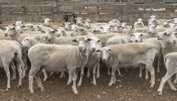 Sheep in a pen