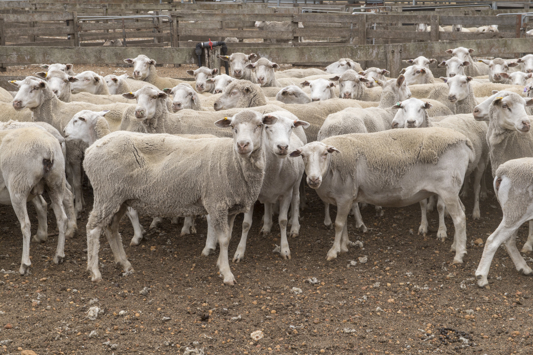 Sheep in a pen