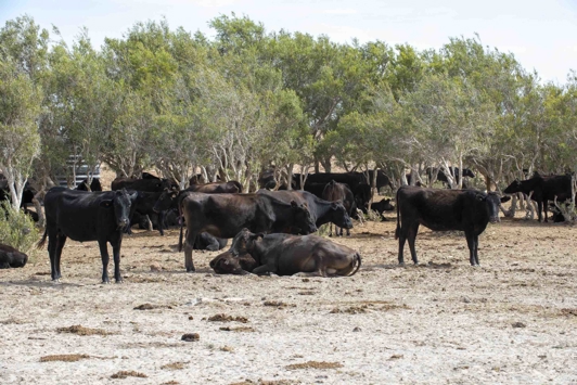Black cattle in the Pilbara