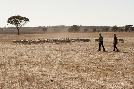 Farmers in crop with sheep