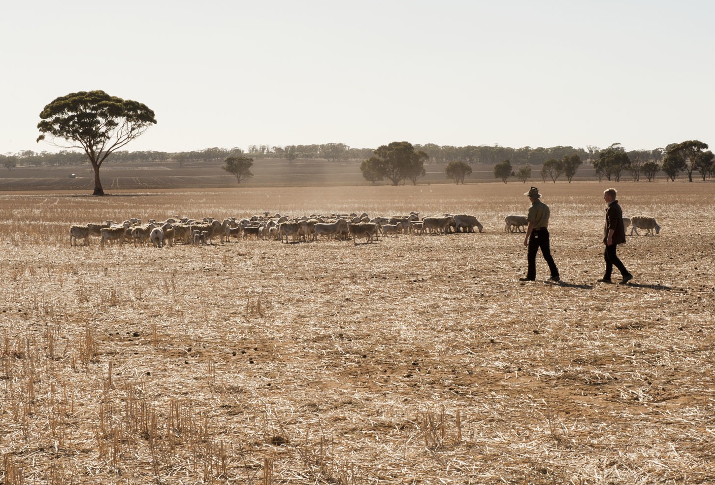 Farmer in crop with sheep