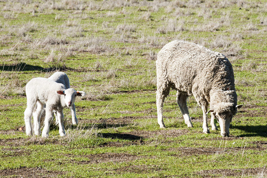 sheep ewe with lambs
