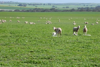 Sheep grazing in a green field
