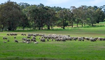 Sheep grazing in a green field