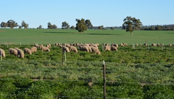 Sheep grazing in green pastures