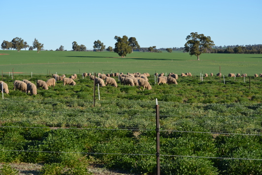 Sheep grazing in green pastures