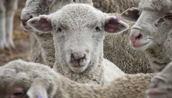 Close up image of sheep in yard
