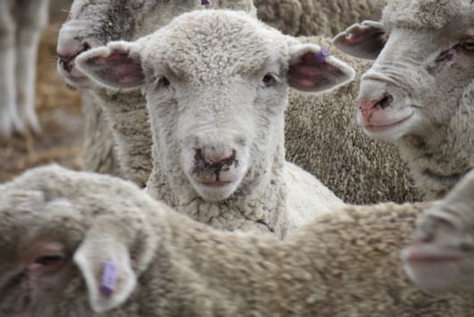 Close up image of sheep in yard
