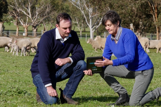 Two people looking at ipad in green field with sheep in the background