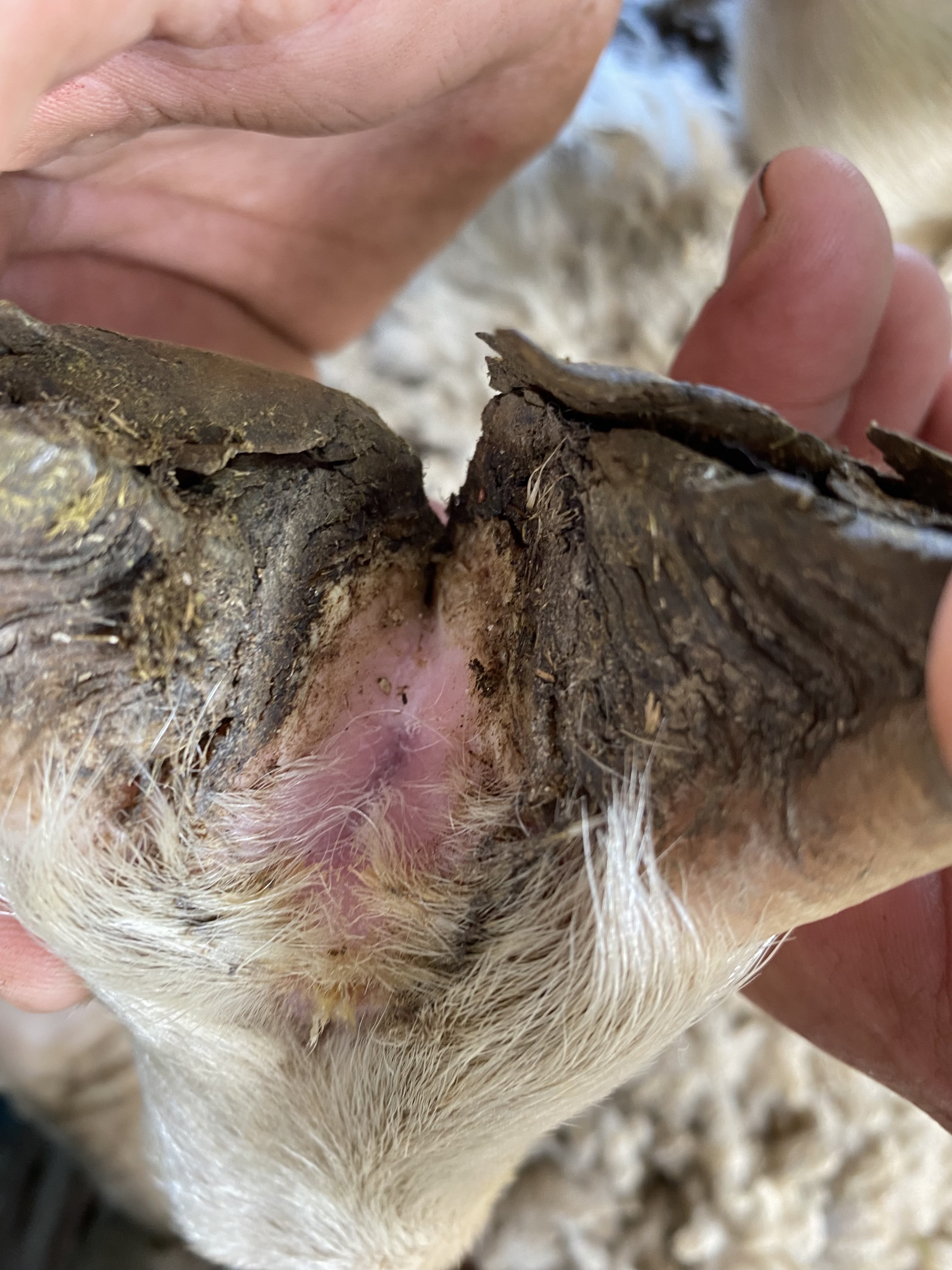 Footrot lesions showing interdigital hair loss, moisture, inflammation and damage to the soft horn of the inner hoof wall 