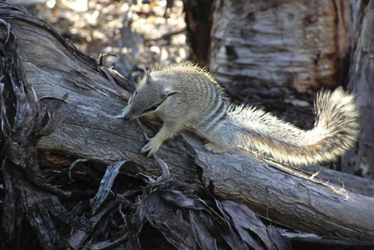 numbat in a tree