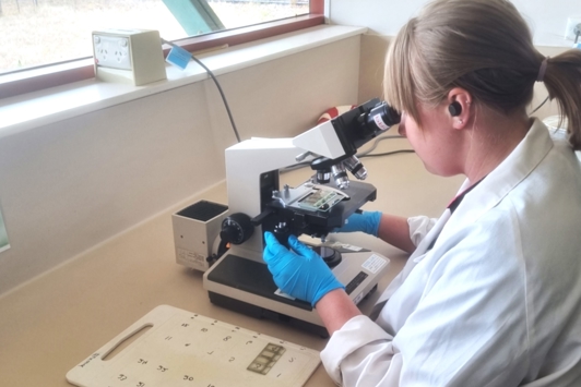 Lab technician looking through microscope