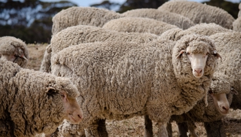 Wooly sheep