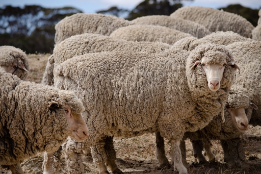 Wooly sheep
