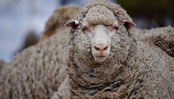 Close up of sheep face