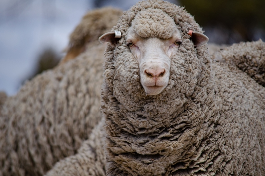 Close up of sheep face