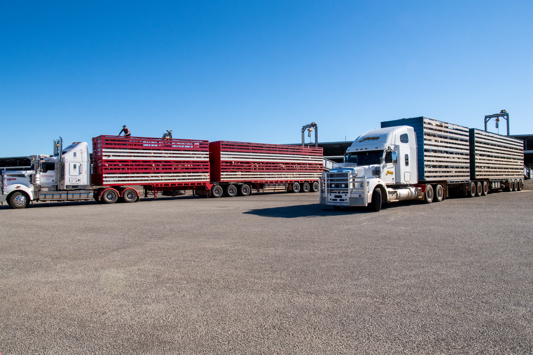 Sheep trucks