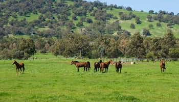 Horses in a green paddock