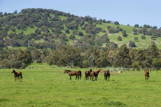 Horses in a green paddock