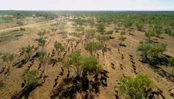 Aerial image of cattle on Lamboo Station
