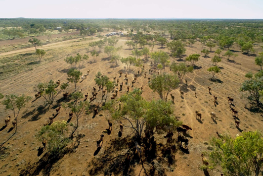 Aerial image of cattle on Lamboo Station