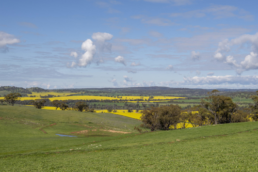 Scenic view of yellow and green fields