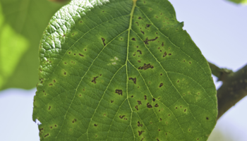 Spots with yellow haloes on kiwifruit leaves