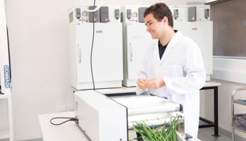 Scientist research grains plants in the laboratory