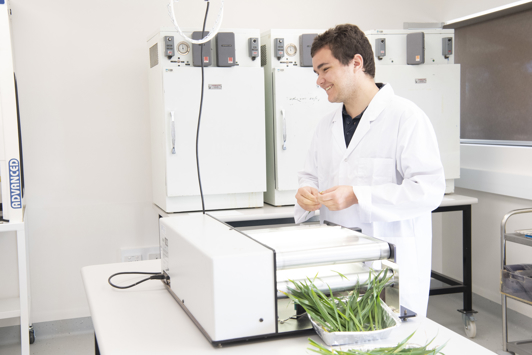 Scientist research grains plants in the laboratory