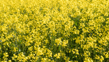 yellow canola