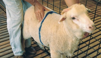 Person condition scoring sheep
