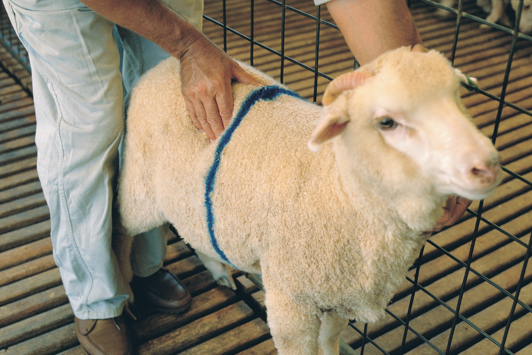 Person condition scoring sheep