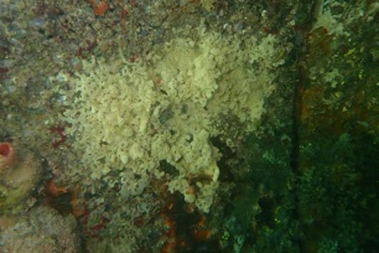 Underwater image of carpet sea squirt