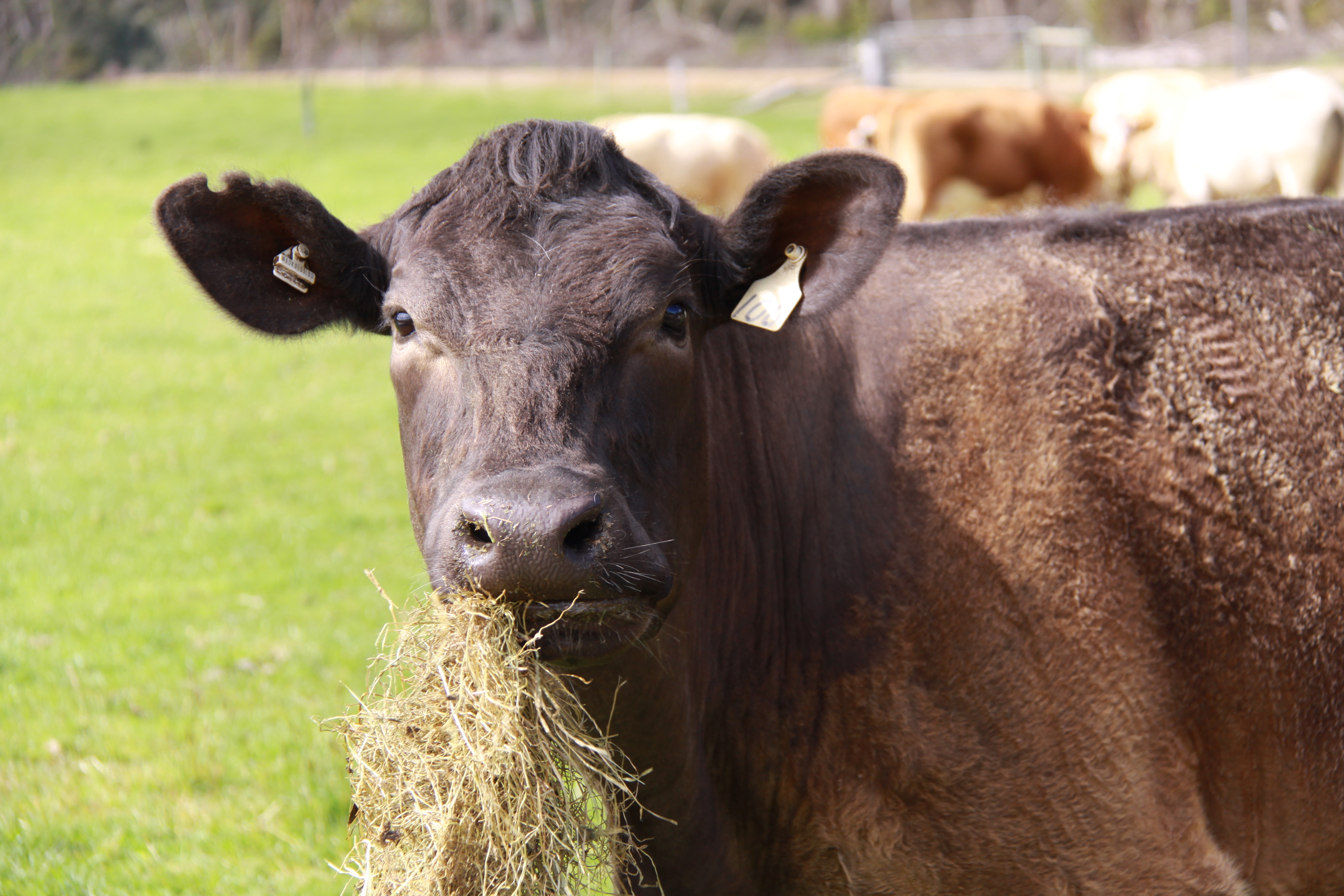 Brown cow looking at the camera