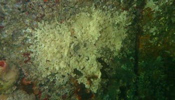 Underwater image of carpet sea squirt