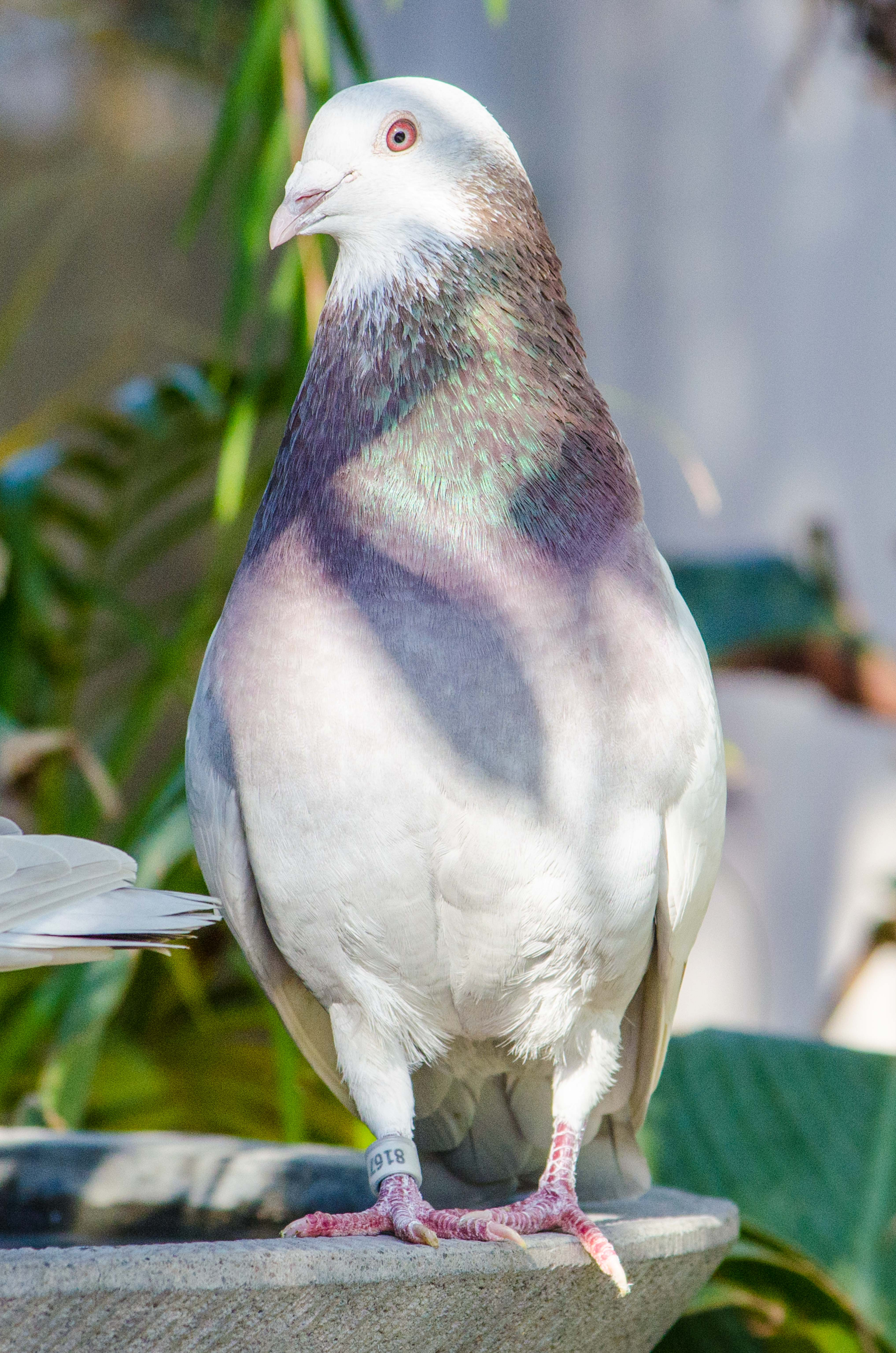 A racing pigeon with an ID band on its leg