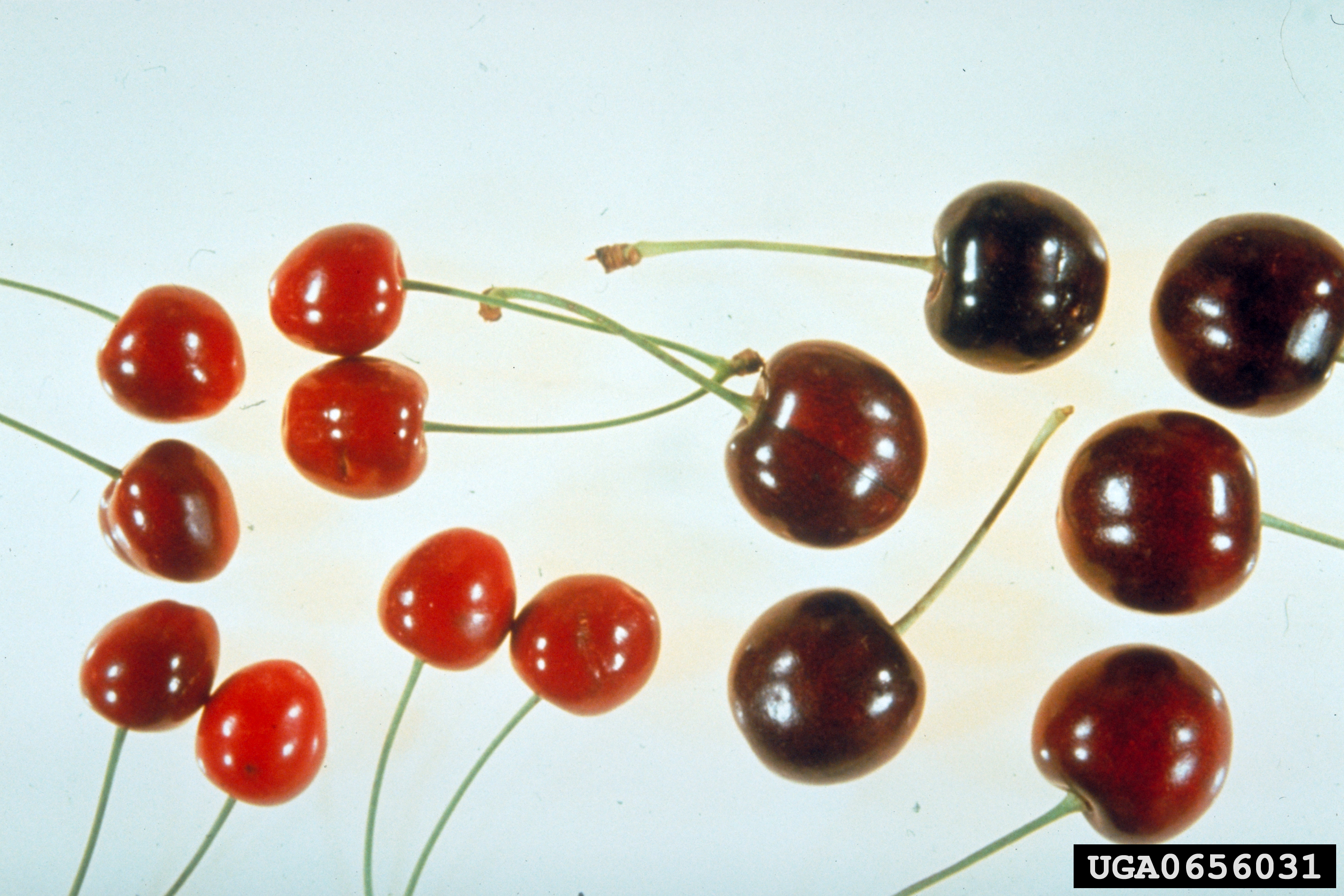 Smaller affected cherries next to standard healthy cherries