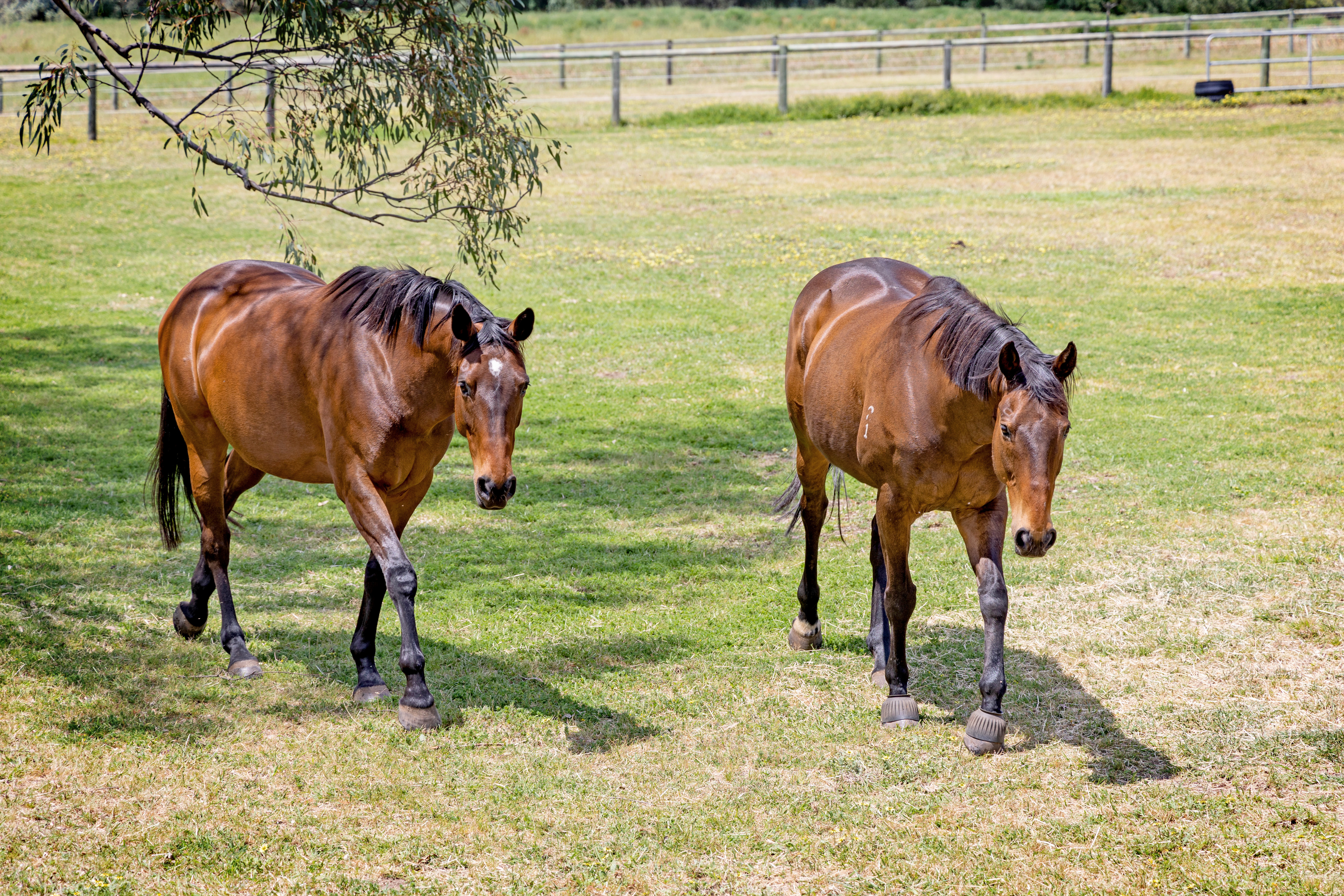 Two horses in a paddock