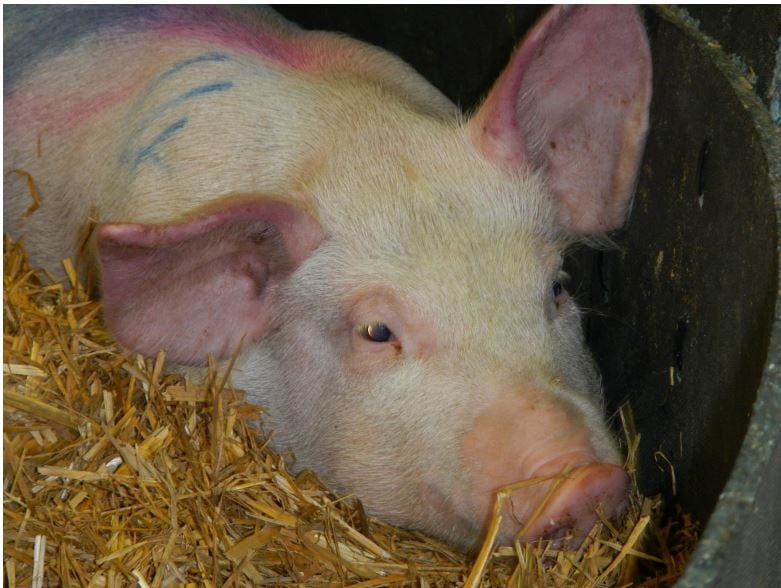 A pig with reddened ears due to having African swine fever