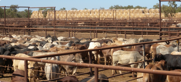 Cattle inside a fence