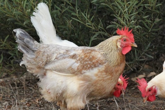 Chickens grazing outdoors