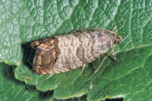 codling moth on leaf