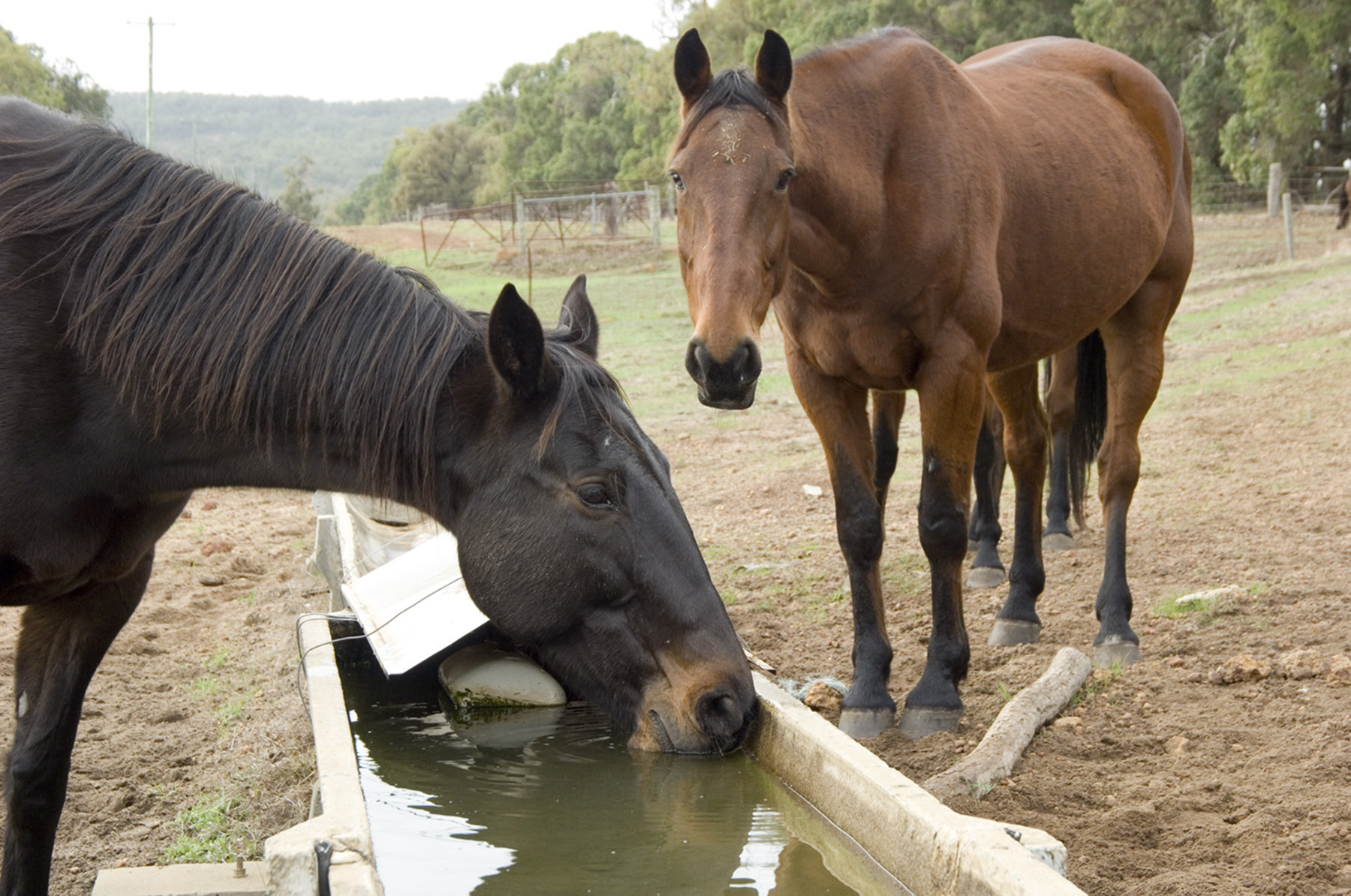 Horses at trough