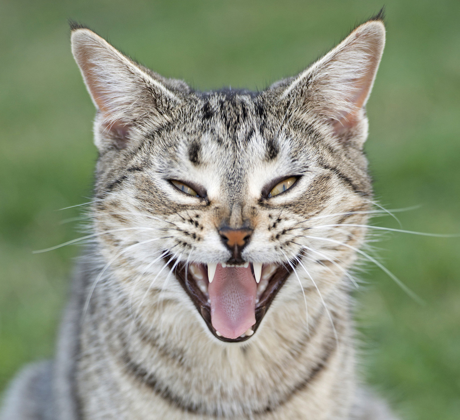 Feral cat 2. Photo - Neil Hamilton, DBCA© 