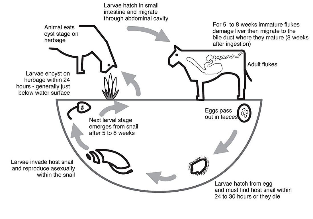 Lifecycle and effects of the liver fluke