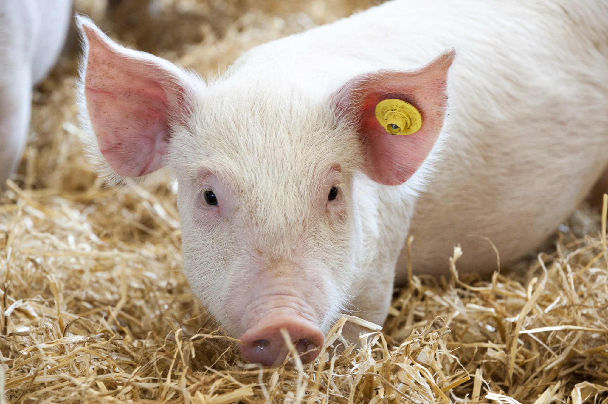 Pig in straw shelter